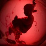 Silhouette of a fetus inside a glowing red orb.