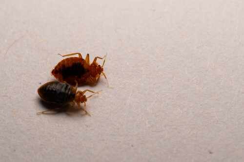 Two bed bugs on a light surface