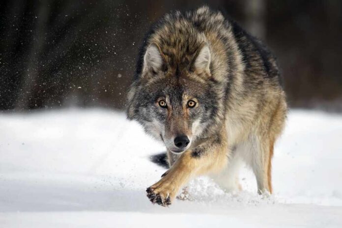 A wolf running through the snow in a forested area