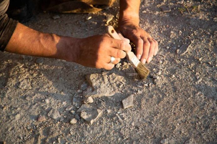 Person using a brush to uncover a fossil in the ground