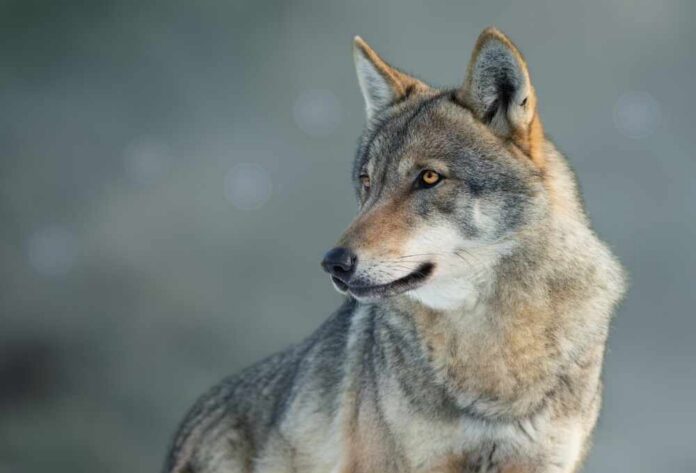 Close-up of a wolf with a focused expression