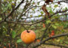 A single apple hanging from a branch of an apple tree