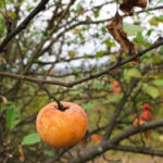 Florida Citrus CRASHES — 75% Extreme Drought A single apple hanging from a branch of an apple tree