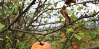 A single apple hanging from a branch of an apple tree