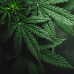 Close-up of a cannabis plant with green leaves.