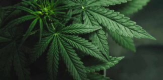 Close-up of a cannabis plant with green leaves.
