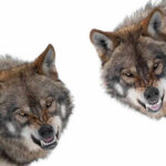 Wolf Attack Shocker: Parents Charged! Two snarling wolves on a white background.