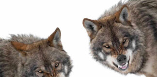 Two snarling wolves on a white background.