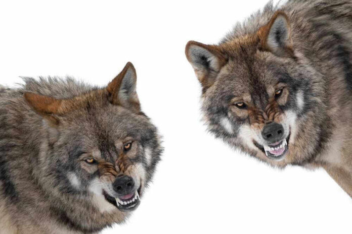 Two snarling wolves on a white background.