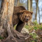A grizzly bear peeking from behind a tree in a forest