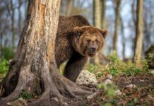 A grizzly bear peeking from behind a tree in a forest