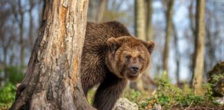 A grizzly bear peeking from behind a tree in a forest