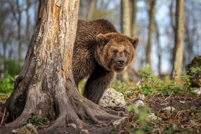 A grizzly bear peeking from behind a tree in a forest