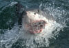 Shocking Shark Attack Turns Routine Dive Fatal Shark emerging from water with open mouth.