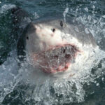 Shocking Shark Attack Turns Routine Dive Fatal Shark emerging from water with open mouth.