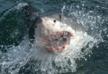 Shocking Shark Attack Turns Routine Dive Fatal Shark emerging from water with open mouth.
