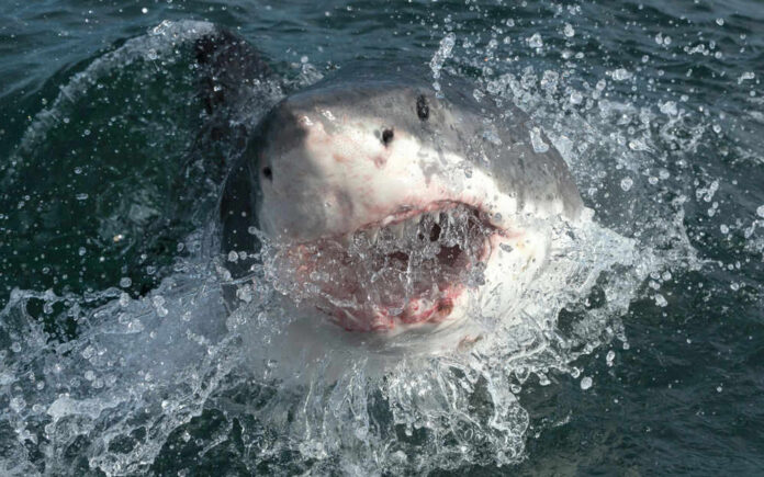 shutterstock_1512450974 Shark emerging from water with open mouth.