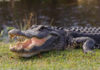 Florida River Horror Sparks Blame War Alligator