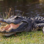 Florida River Horror Sparks Blame War Alligator