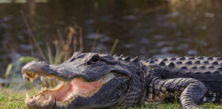 Alligator