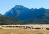 Bison Fury At Yellowstone – 12-Year-Old Injured Bison herd grazing beneath a snowcapped mountain