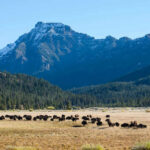 Bison Fury At Yellowstone – 12-Year-Old Injured Bison herd grazing beneath a snowcapped mountain
