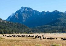 Bison Fury At Yellowstone – 12-Year-Old Injured Bison herd grazing beneath a snowcapped mountain
