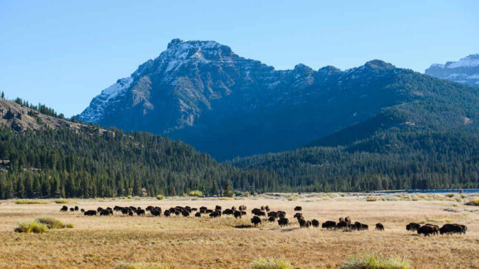 shutterstock_1993726118 Bison herd grazing beneath a snowcapped mountain