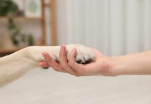 CVS’ Pet Pivot Sparks Trust Jitters A human hand holding a dog's paw