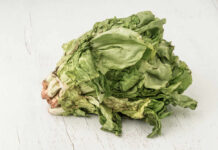 Taco Bell Lettuce Sparks Parasite Panic Wilted lettuce head on a white wooden surface