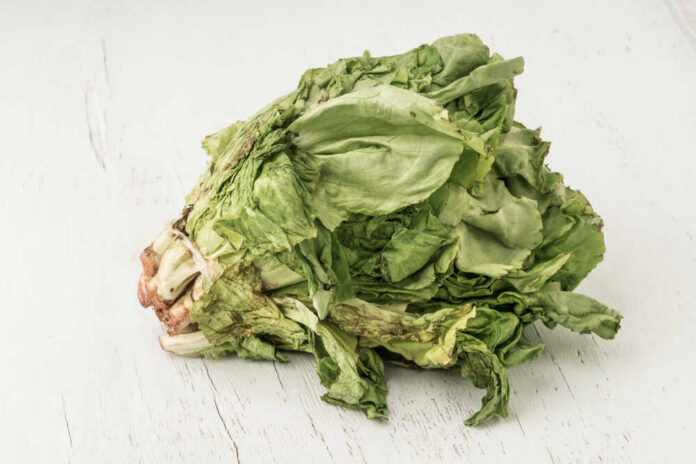 Unhealthy,Bunch,Of,Lettuce,Getting,Rotten,On,A,Wooden,Table Wilted lettuce head on a white wooden surface
