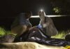 forensic team examines a body bag at a nighttime outdoor crime scene