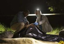 Lake Mead Bones Spark New Mystery forensic team examines a body bag at a nighttime outdoor crime scene