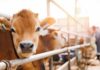 Close-up of a cow at a dairy farm with a farmer in the background