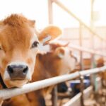 Beef Squeeze WORSENS – Important DETAILS Close-up of a cow at a dairy farm with a farmer in the background