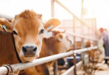 Beef Squeeze WORSENS – Important DETAILS Close-up of a cow at a dairy farm with a farmer in the background