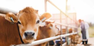 Close-up of a cow at a dairy farm with a farmer in the background