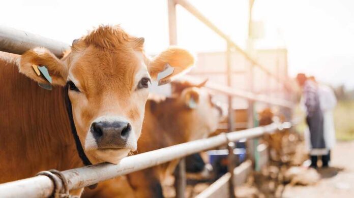 Dairy,Farm,Livestock,Agriculture,Industry,Banner.,Portrait,Cow,Red,Jersey Close-up of a cow at a dairy farm with a farmer in the background