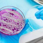Scientist using a sterile tool to manipulate bacterial culture in a petri dish