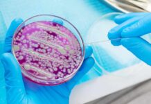 Scientist using a sterile tool to manipulate bacterial culture in a petri dish
