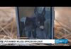 Pet donkey killed by police officer in Cedartown