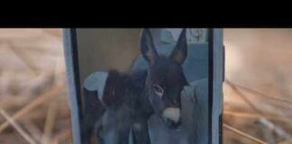 Pet donkey killed by police officer in Cedartown