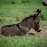 Baby donkey lying on the ground in a grassy field