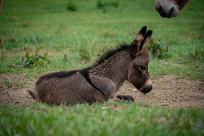 A,Closeup,Of,A,North,American,Baby,Donkey,Against,The Baby donkey lying on the ground in a grassy field