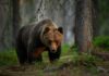 Brown bear walking through a forest
