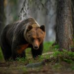 Brown bear walking through a forest