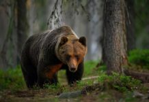 Sleeping Teen Mauled By Bear Brown bear walking through a forest