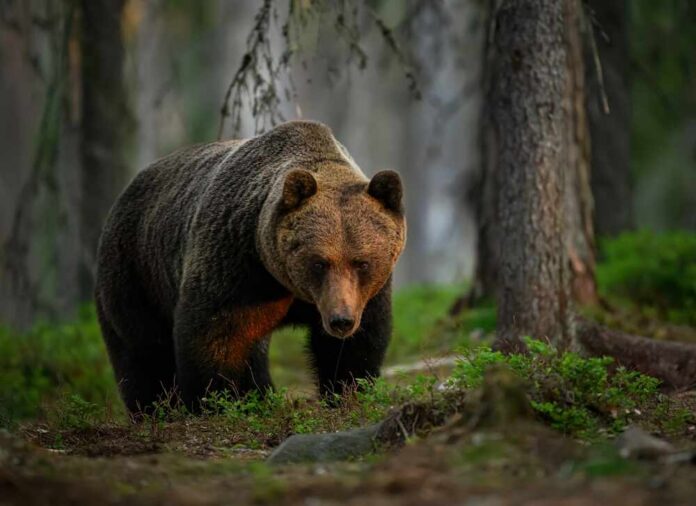 Brown bear walking through a forest