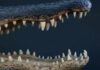 Massive Gator Captured – Video Alligator jaws and teeth
