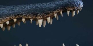 Alligator jaws and teeth